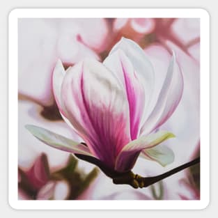 Magnolia - spring blossom in pink! Sticker